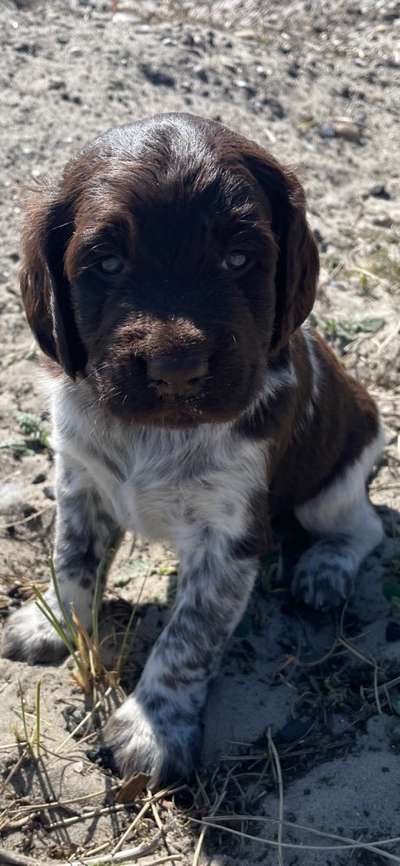 Wartezeit auf Welpen-Beitrag-Bild