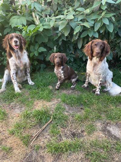 Sind hier Deutsch Kurzhaar/ Jagdhunde?-Beitrag-Bild