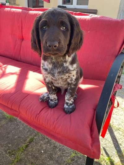 Wartezeit auf Welpen-Beitrag-Bild