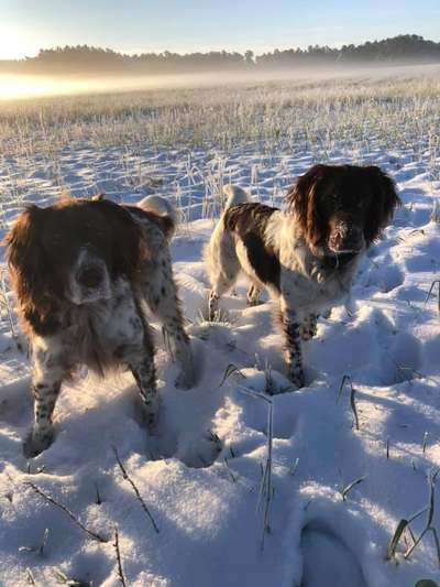 Sind hier Deutsch Kurzhaar/ Jagdhunde?-Beitrag-Bild