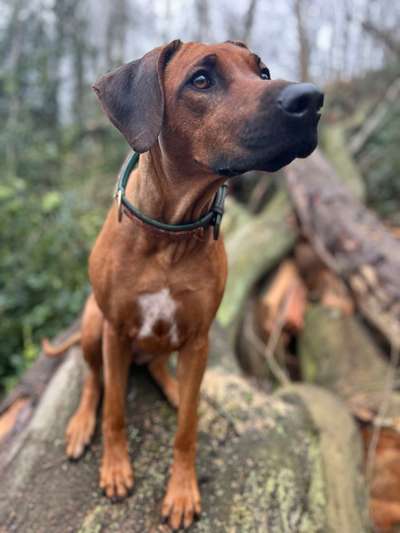 Hundetreffen-Rhodesian Ridgeback Hündin-Bild