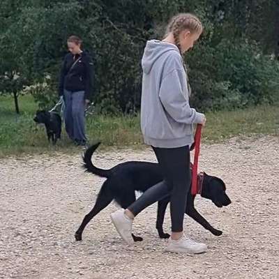 Hundeschulen-DogHumity-Bild