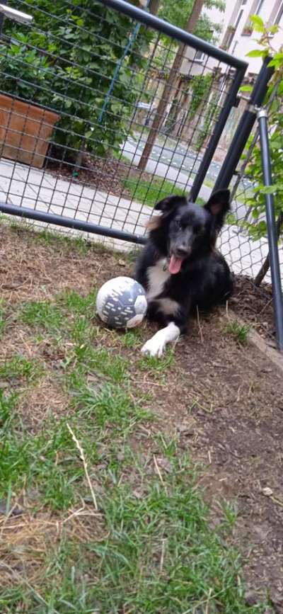 Hundetreffen-Aussie Treff 90489 Nbg-Bild