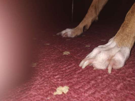 Krallen kürzen??-Beitrag-Bild