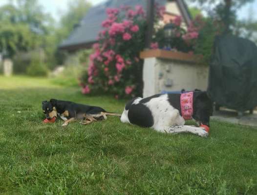 Mehrhundehalter!-Beitrag-Bild