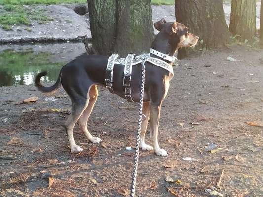 Hundegeschirr-Beitrag-Bild