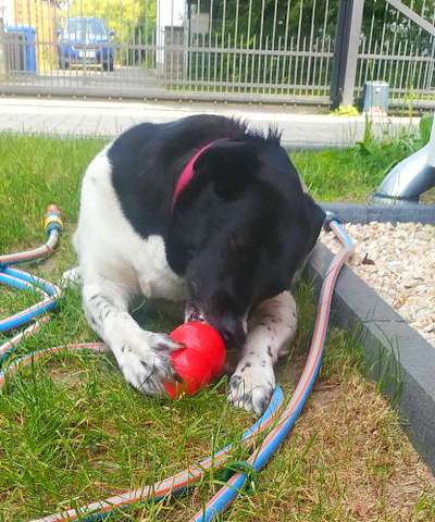 Herdenschutzhunde-Beitrag-Bild