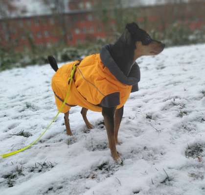 Hundekleidung - Top oder Flop-Beitrag-Bild