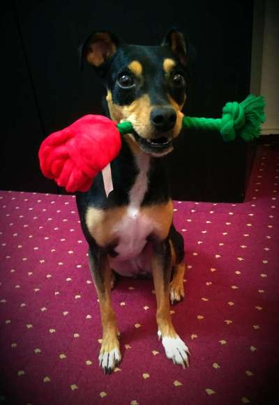 Valentins Wuffis-Beitrag-Bild