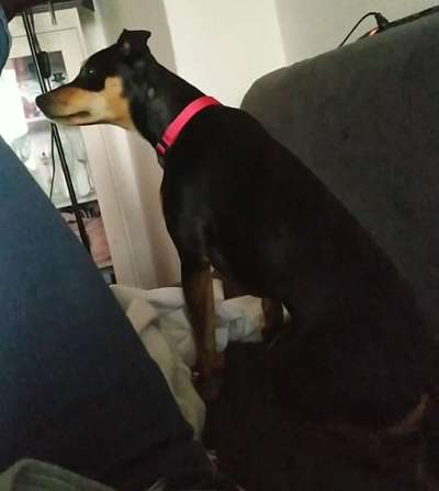 Liebhaber des Deutschen Pinscher gesucht.-Beitrag-Bild