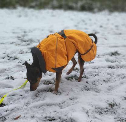 Hundekleidung - Top oder Flop-Beitrag-Bild