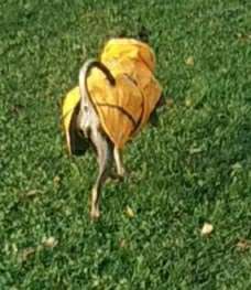 Hundekleidung - Top oder Flop-Beitrag-Bild