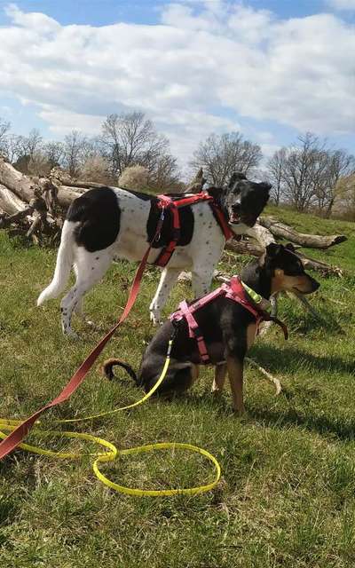 Herdenschutzhunde-Beitrag-Bild