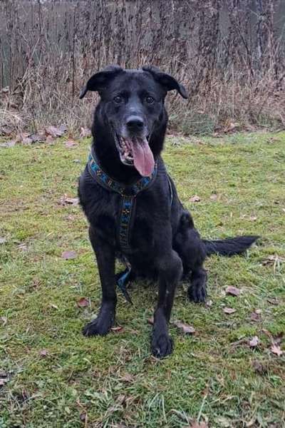 Tierschutzhunde suchen ein Zuhause-Beitrag-Bild