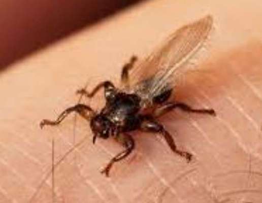 Massives putzen und kratzen-Beitrag-Bild