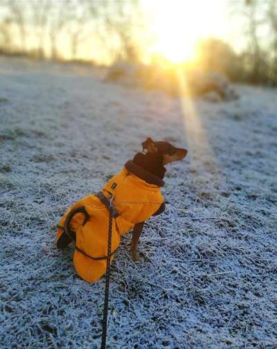 Hundemantel Hurtta Bare Winterjacke - Erfahrungen-Beitrag-Bild