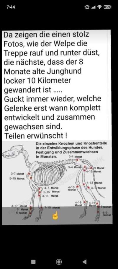 Humpeln mit Hinterlauf-Beitrag-Bild