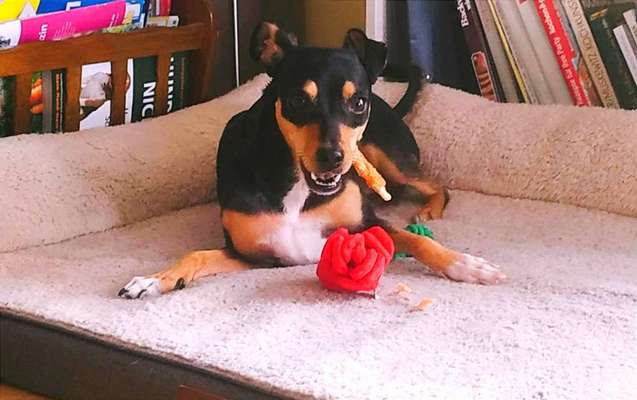 149. Foto Challenge: Wer ist hier der Boss!-Beitrag-Bild