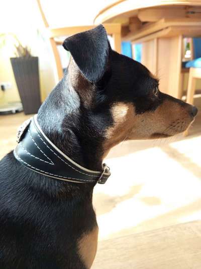 Welches Halsband trägt dein Hund und warum dieses?-Beitrag-Bild