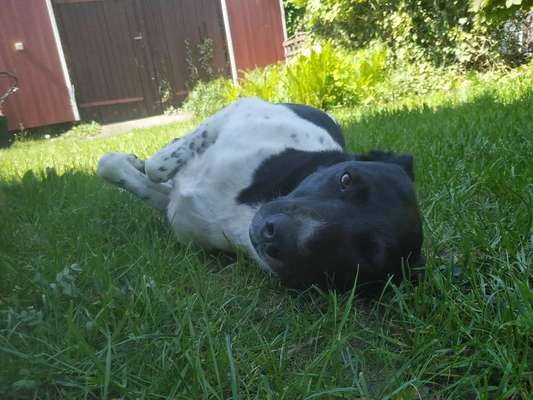 TierschutzhundeStammtisch🐕-Beitrag-Bild