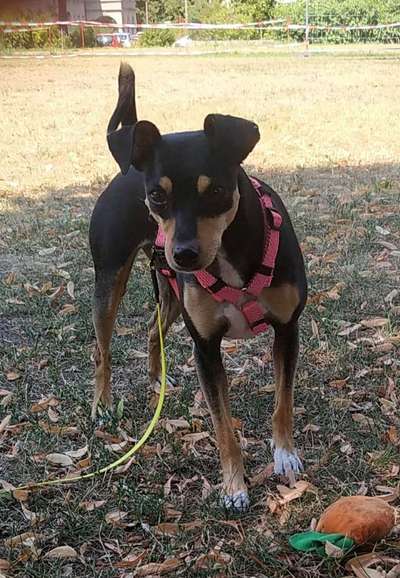 TierschutzhundeStammtisch🐕-Beitrag-Bild