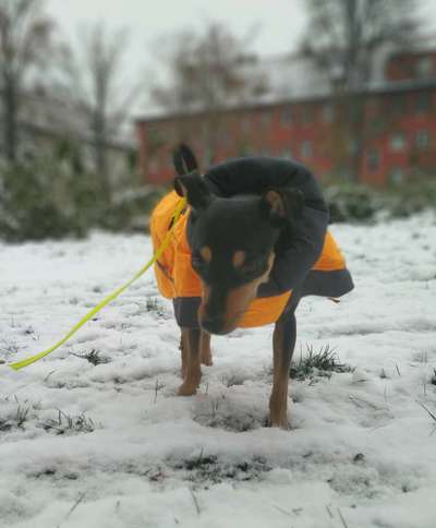 Hundekleidung - Top oder Flop-Beitrag-Bild