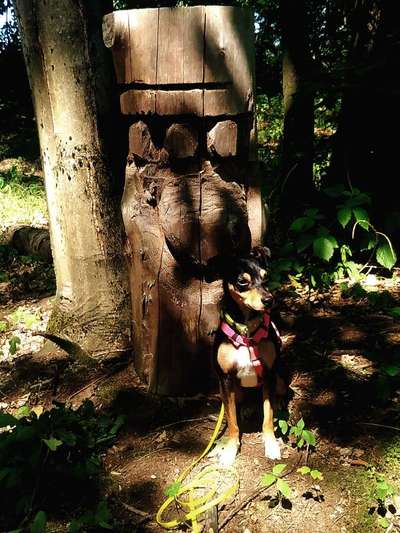 Dogorama Photo Challenge - Märchenwald-Beitrag-Bild