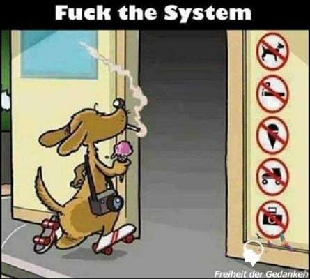 Hunde Memes-Beitrag-Bild