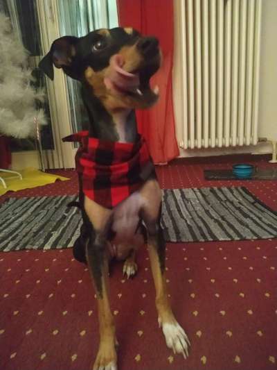 Fotochallenge Nr. 59 - Mein Hund zeigt die Zunge-Beitrag-Bild