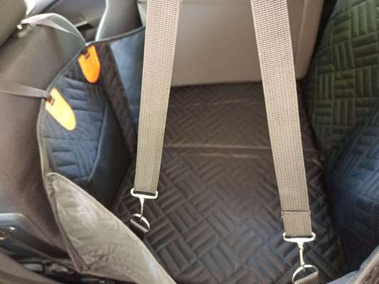 Hund im Kofferraum sichern-Beitrag-Bild