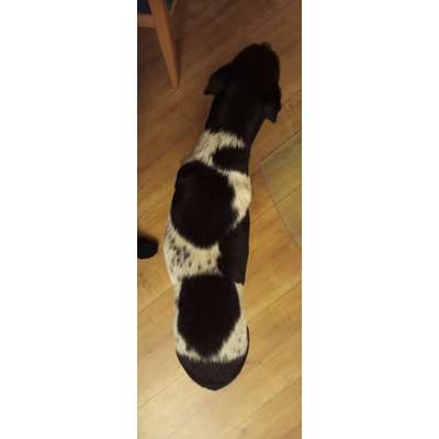 Gangbild/-analyse-Beitrag-Bild