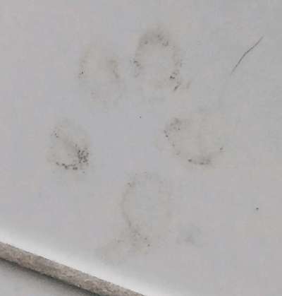 Zeig mir, dass du mit einem hund zusammenlebst....-Beitrag-Bild