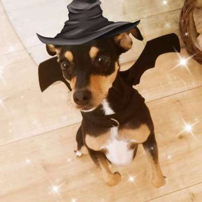 Hundekostüme zu Karneval oder Halloween.-Beitrag-Bild