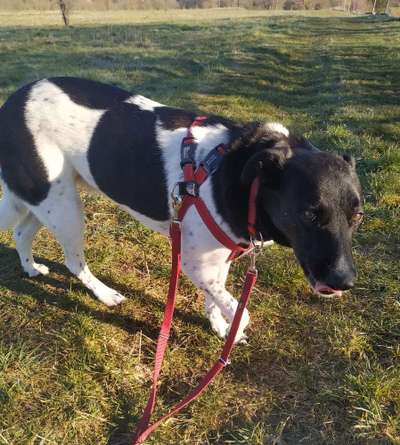 Mischlinge raten - Rätselspaß-Beitrag-Bild