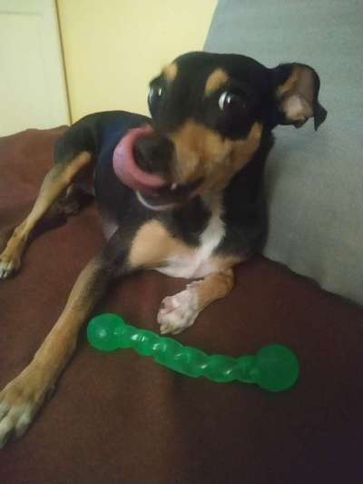 Hundesachen von Temu-Beitrag-Bild