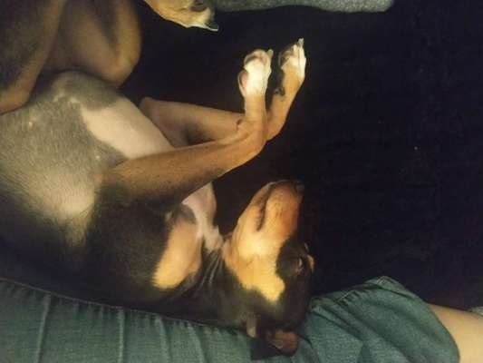 Prager Rattler-Beitrag-Bild