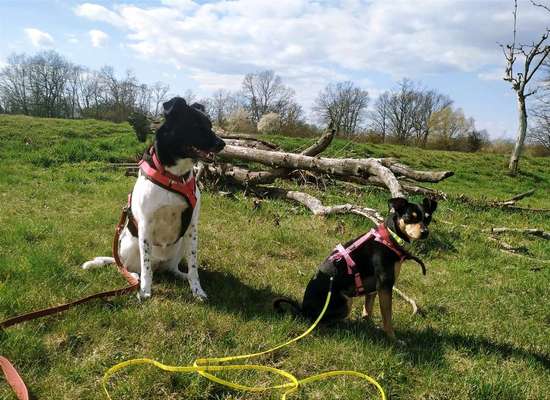 TierschutzhundeStammtisch🐕-Beitrag-Bild