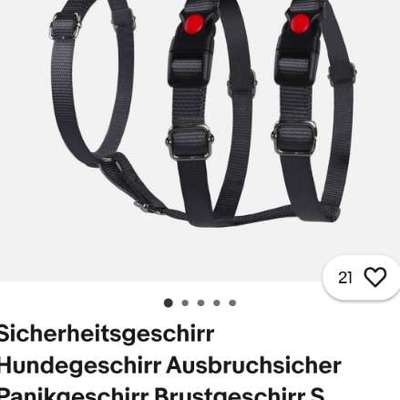 Panikgeschirr für Pomeranian-Mix-Beitrag-Bild