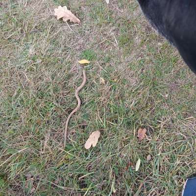 Was hat euch heute mit eurem Hund gefreut?-Beitrag-Bild