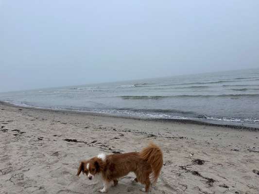 Hunde aus Rumänien-Beitrag-Bild