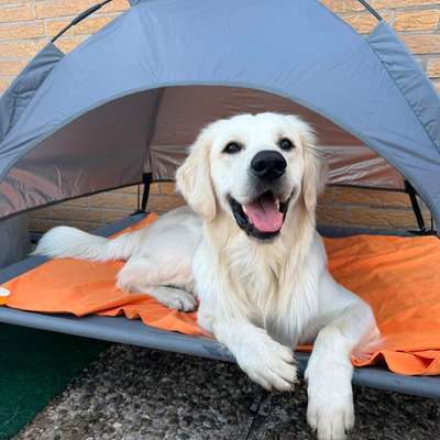 Hundetreffen-Freund zum Spielen….-Bild
