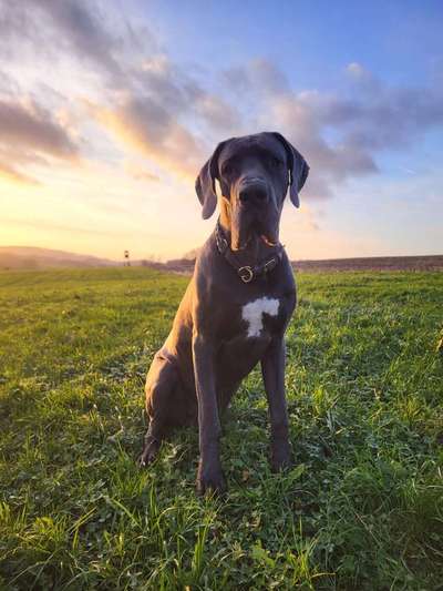 Hundetreffen-Spiel-/Gassirunden-Bild