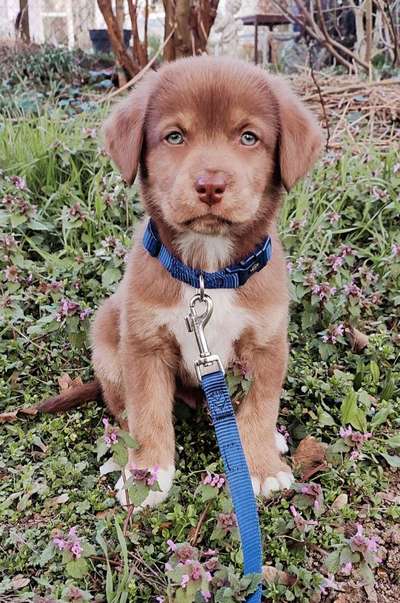 Challenge 23 : "  Euer Hund beim Frühlingserwachen "-Beitrag-Bild