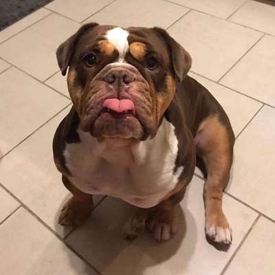 Zeichnungen eurer Hunde-Beitrag-Bild