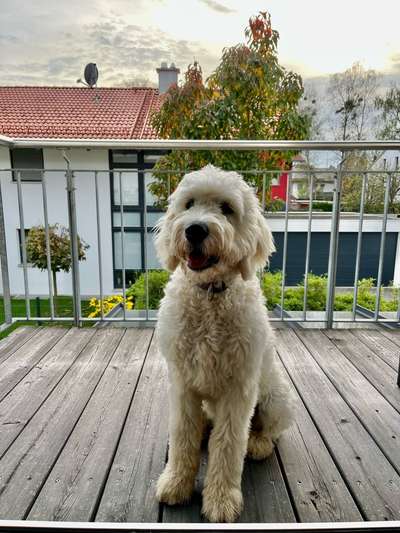 Goldendoodle?-Beitrag-Bild