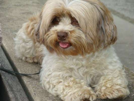 bolonka zwetna 😁-Beitrag-Bild