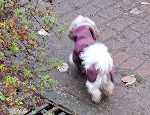 Regenmantel für den Hund (nötig?/Empfehlungen)-Beitrag-Bild