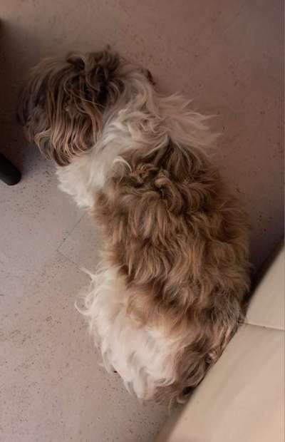 Top Dog-der Live Ticker Thread-Beitrag-Bild