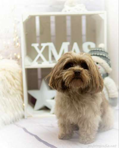 bolonka zwetna 😁-Beitrag-Bild