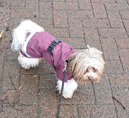 bolonka zwetna 😁-Beitrag-Bild